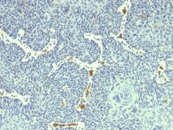 HPV18 E6 Antibody (HPV18/1297) - Azide and BSA Free, Novus Biologicals 100 &mu;g | Buy Online | Novus Biologicals | Fisher Scientific